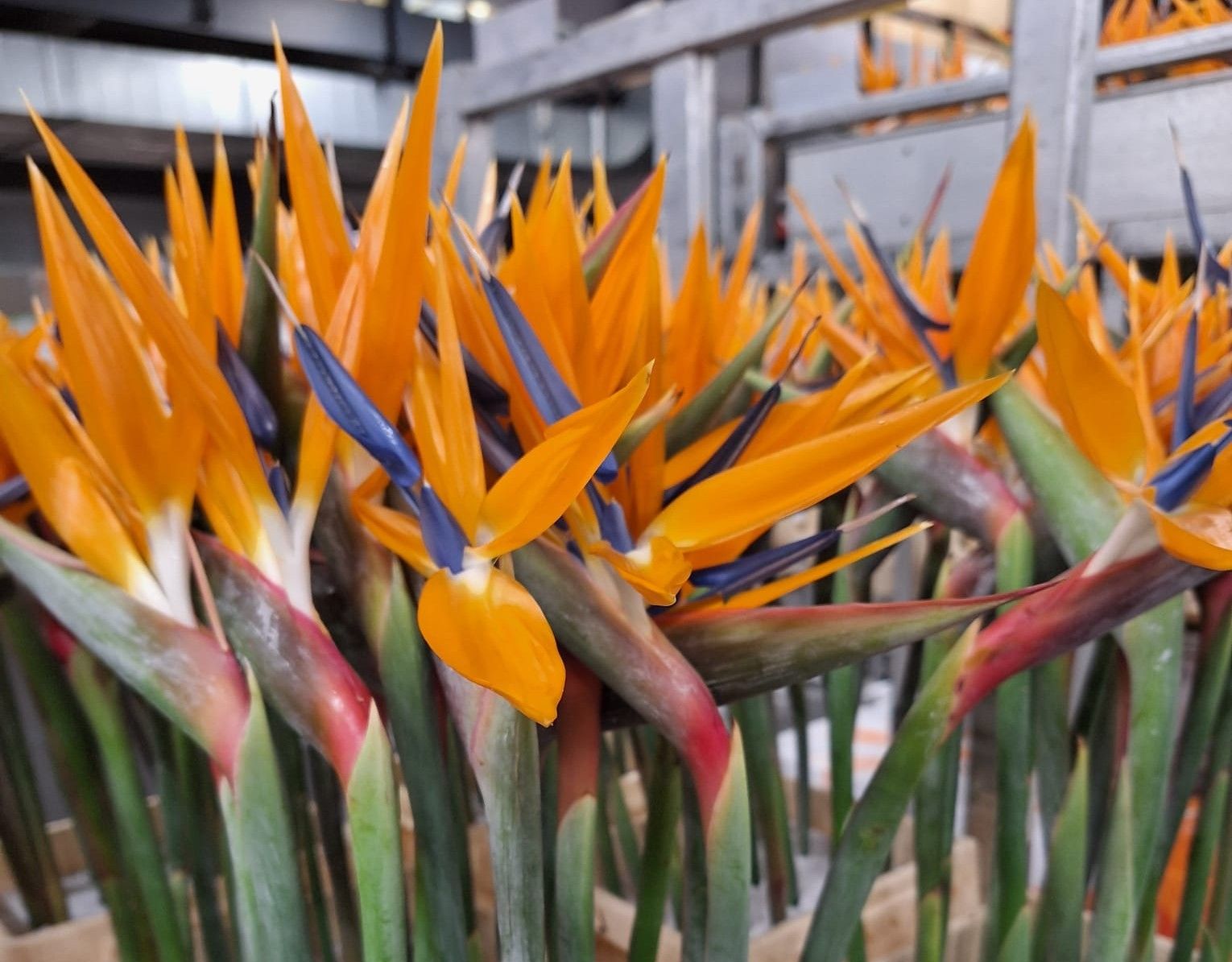 Vorrat Holland Schnittblumen